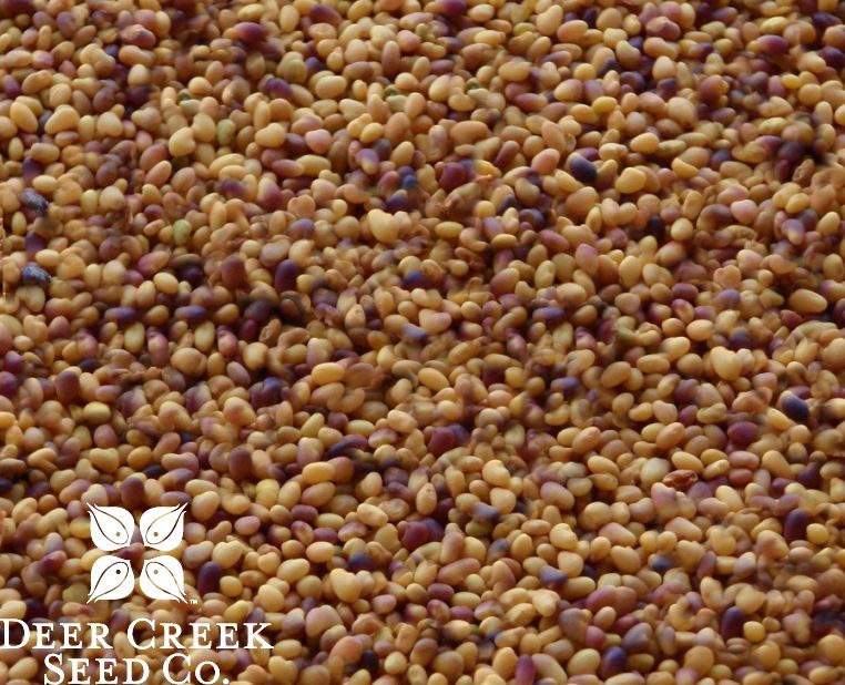 Annual Clover Blends