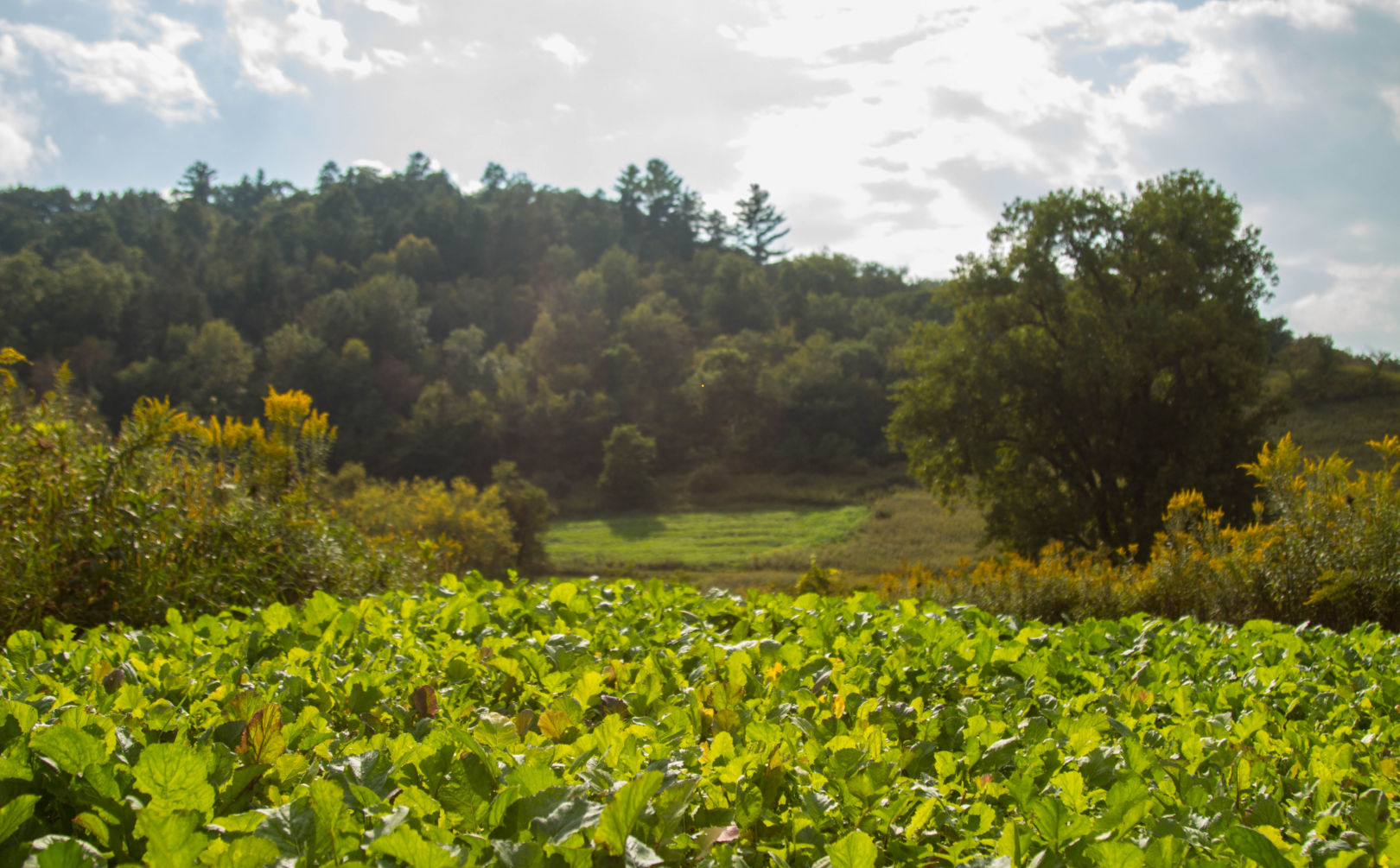 Lush Food Plot Field